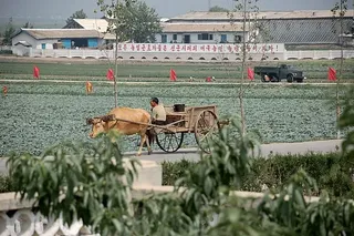 Poverty in North Korea is caused by not working | Working population is too small  -  20% of men do not engage in production activities